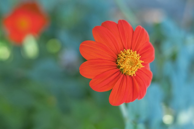 国米vs凯拉特：劳塔罗搭档皮奥，弗拉泰西、比塞克出战