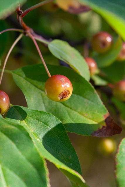 呈的节目编 呈的节目编