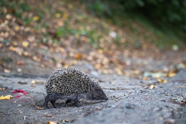 还以其丰富 还以其丰富