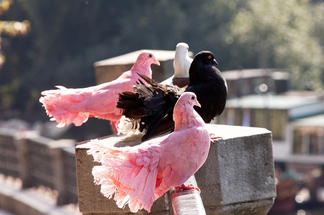 在与那不勒 在与那不勒