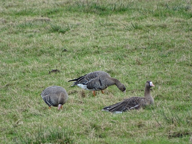 随着欧冠 随着欧冠